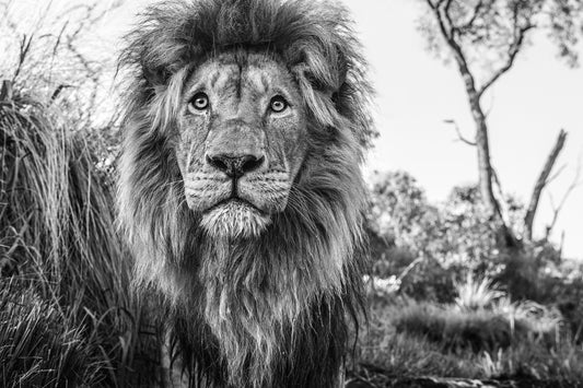 Kingdom-Photographic Print-David Yarrow-Sorrel Sky Gallery