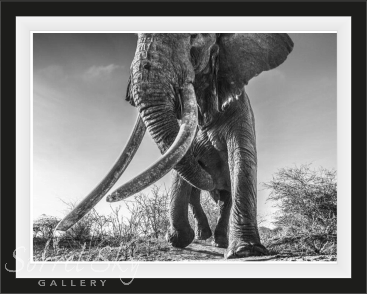 LUGARD-Photographic Print-David Yarrow-Sorrel Sky Gallery