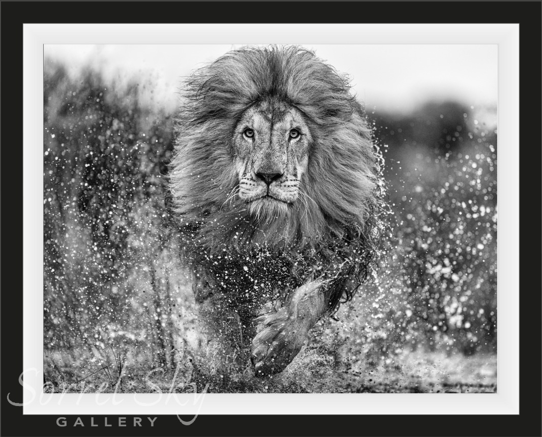 Marshlands-Photographic Print-David Yarrow-Sorrel Sky Gallery