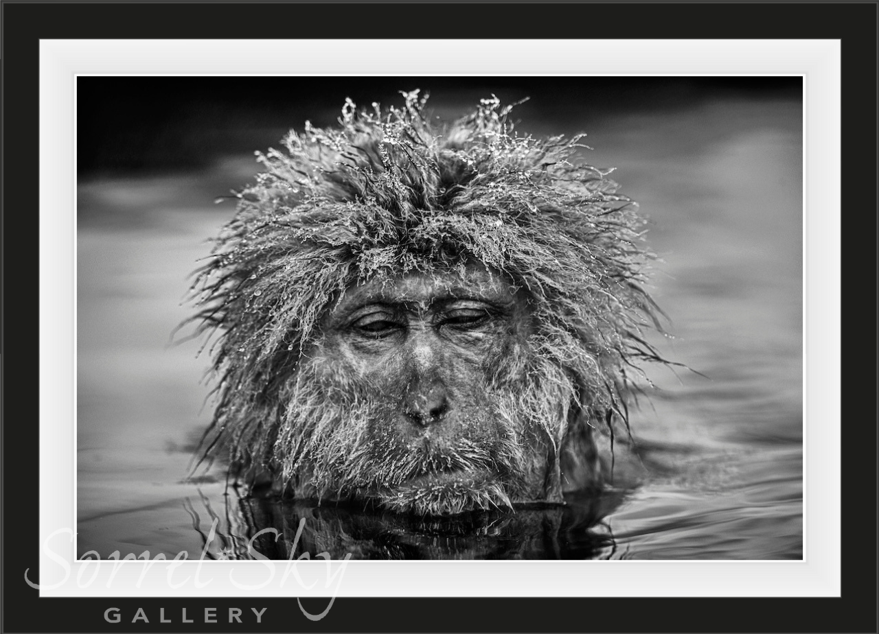 Miserable Monkey-Photographic Print-David Yarrow-Sorrel Sky Gallery