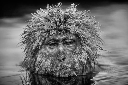 Miserable Monkey-Photographic Print-David Yarrow-Sorrel Sky Gallery