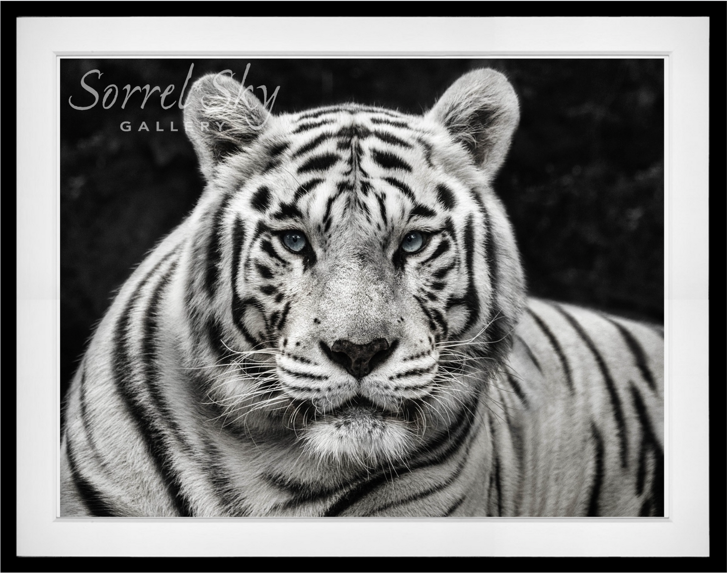 Mohan