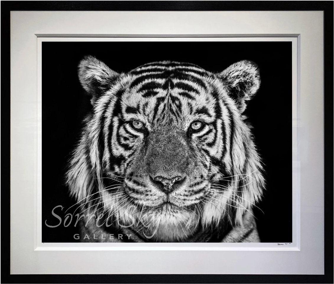 Rajasthan-Photographic Print-David Yarrow-Sorrel Sky Gallery