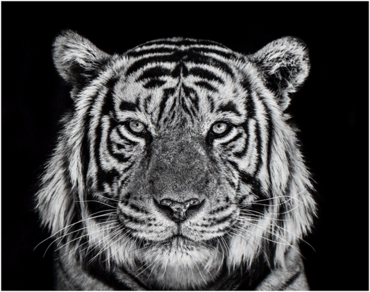 Rajasthan-Photographic Print-David Yarrow-Sorrel Sky Gallery
