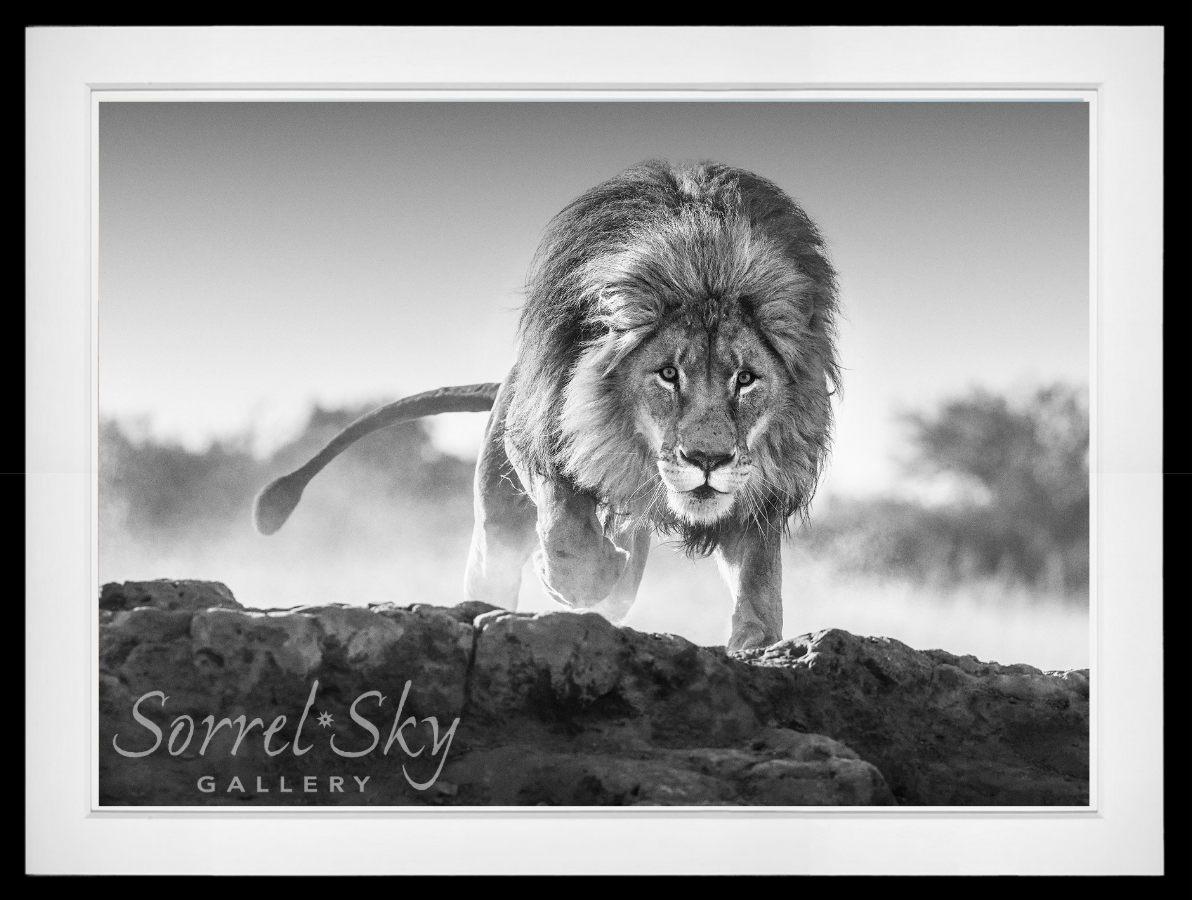 Relentless-Photographic Print-David Yarrow-Sorrel Sky Gallery