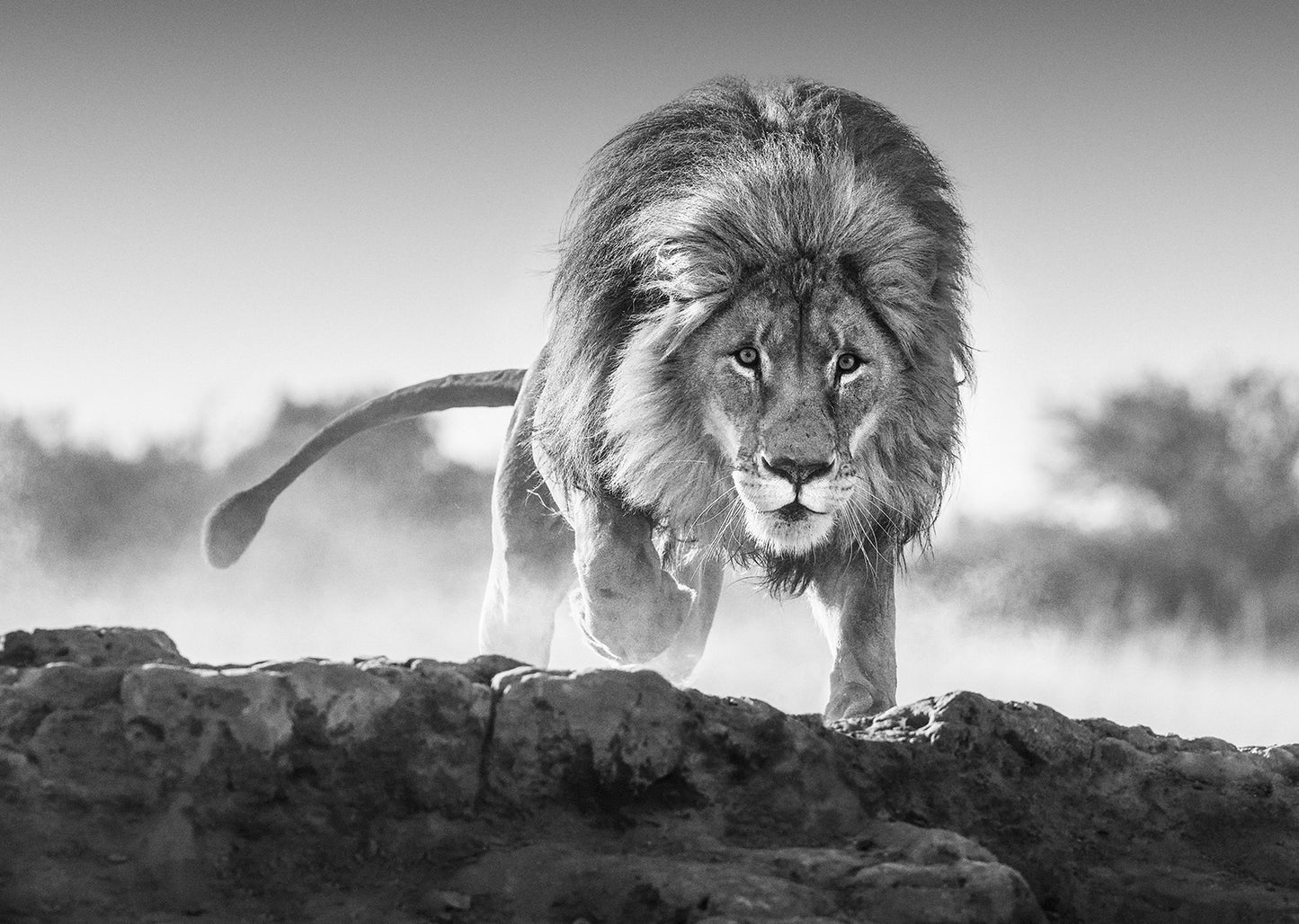 Relentless-Photographic Print-David Yarrow-Sorrel Sky Gallery