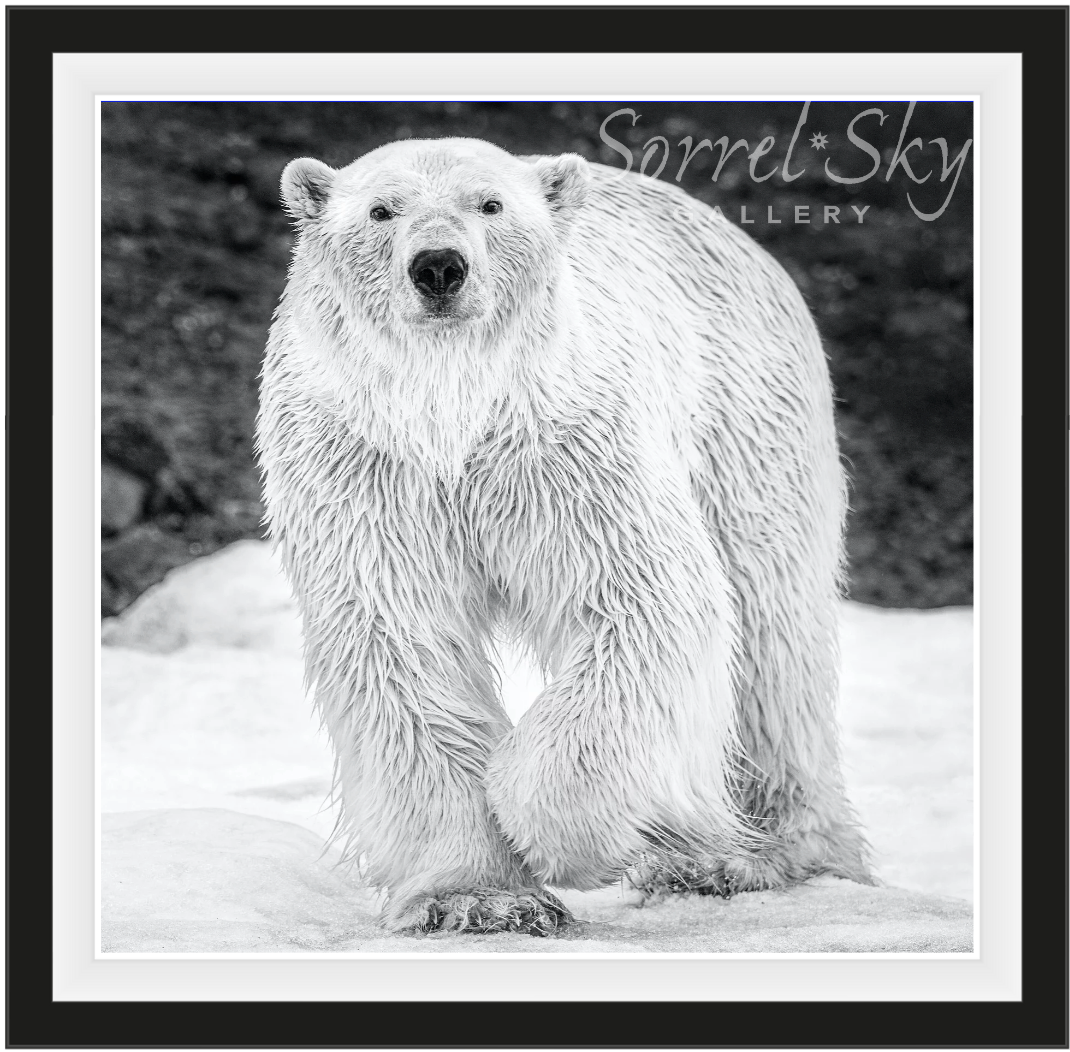 Rush-Photographic Print-David Yarrow-Sorrel Sky Gallery