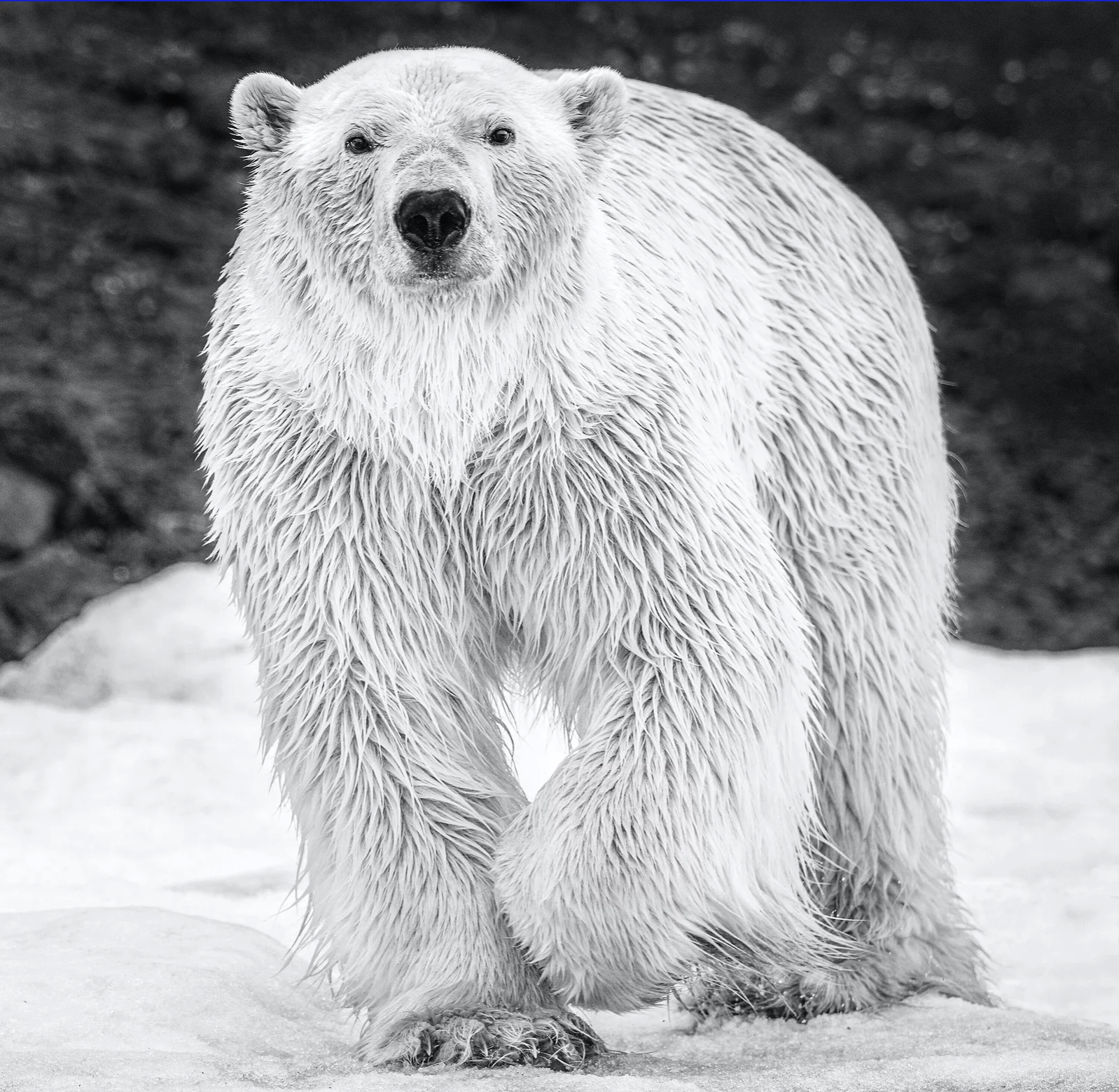 Rush-Photographic Print-David Yarrow-Sorrel Sky Gallery
