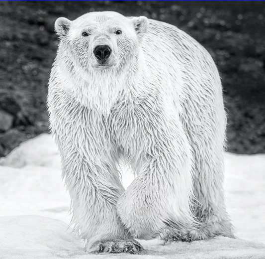 Rush-Photographic Print-David Yarrow-Sorrel Sky Gallery