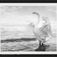 SWAN LAKE-Photographic Print-David Yarrow-Sorrel Sky Gallery