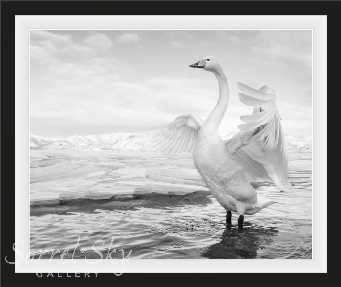SWAN LAKE-Photographic Print-David Yarrow-Sorrel Sky Gallery