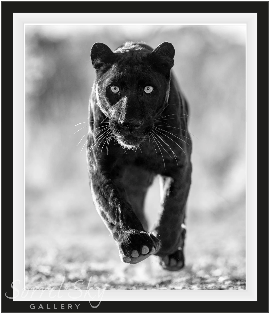 Sex Panther