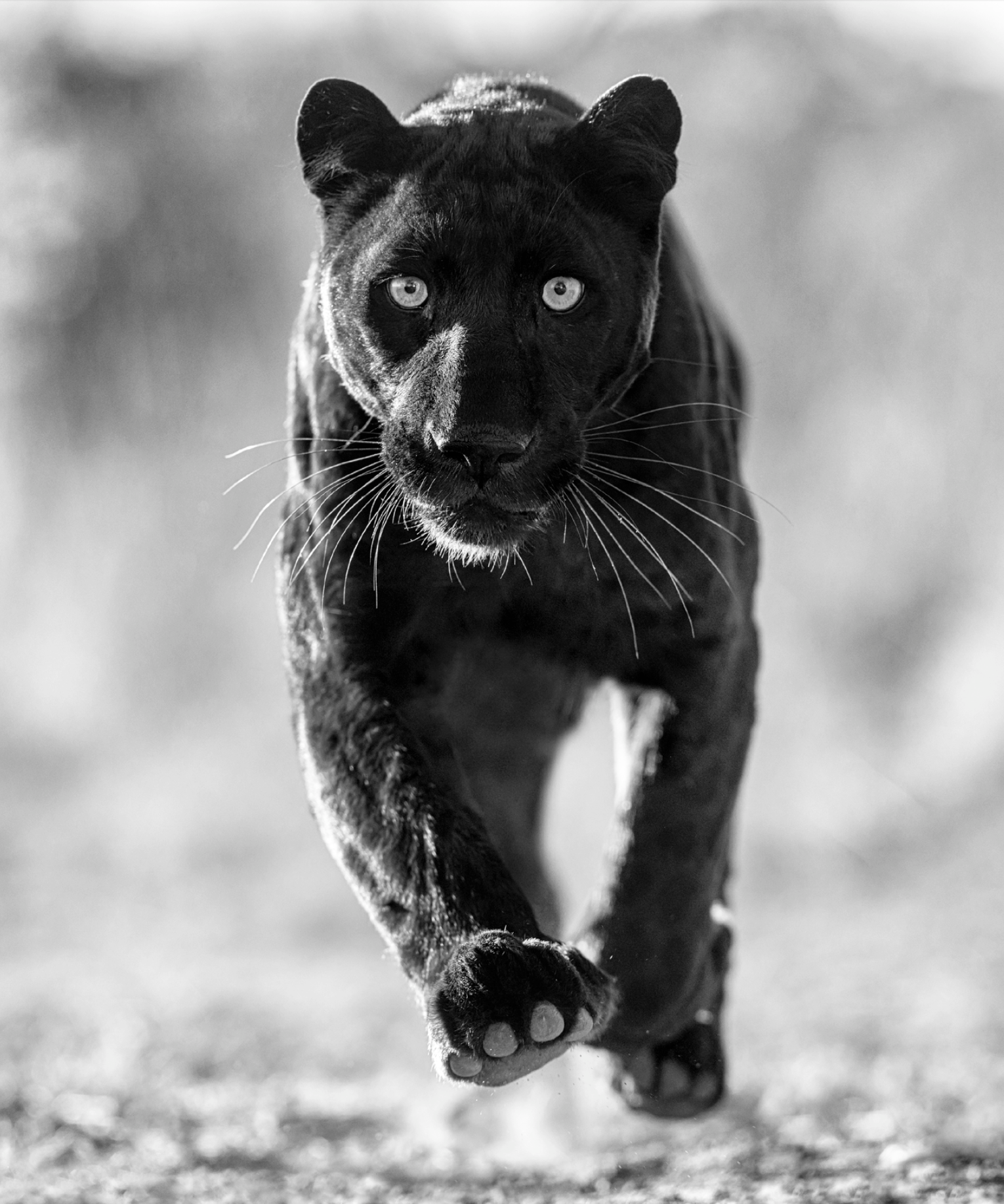 Sex Panther | David Yarrow – Sorrel Sky Gallery