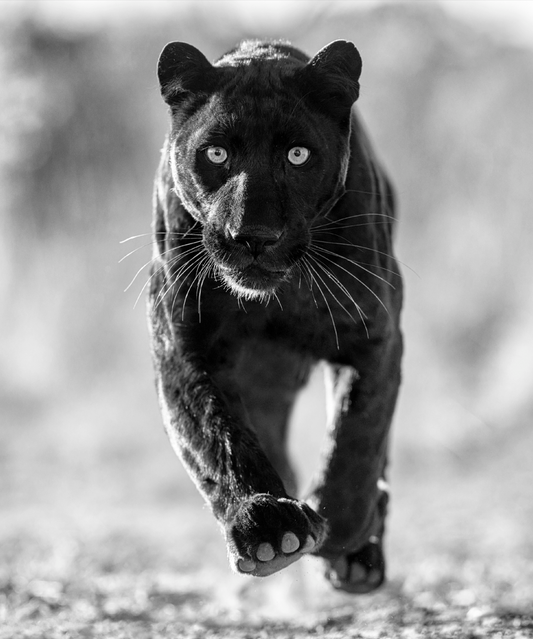 Sex Panther-Photographic Print-David Yarrow-Sorrel Sky Gallery