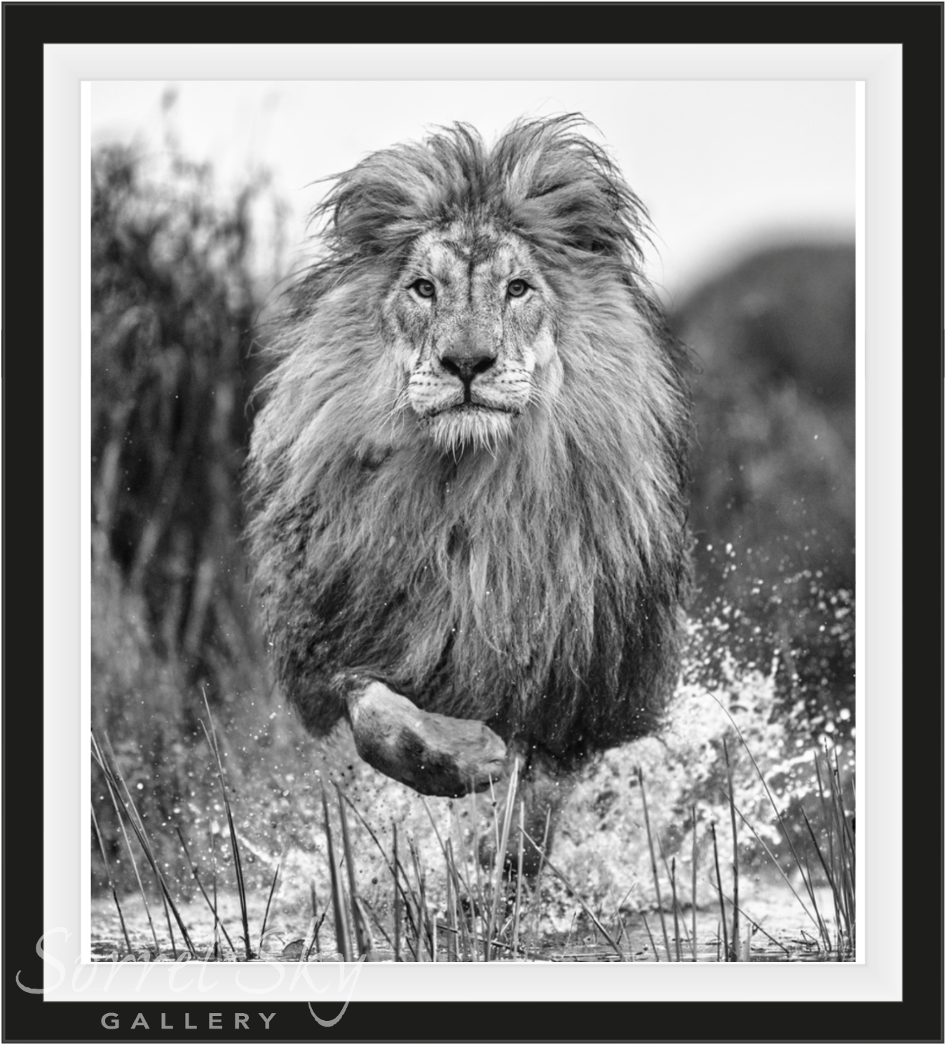 Showtime-Photographic Print-David Yarrow-Sorrel Sky Gallery