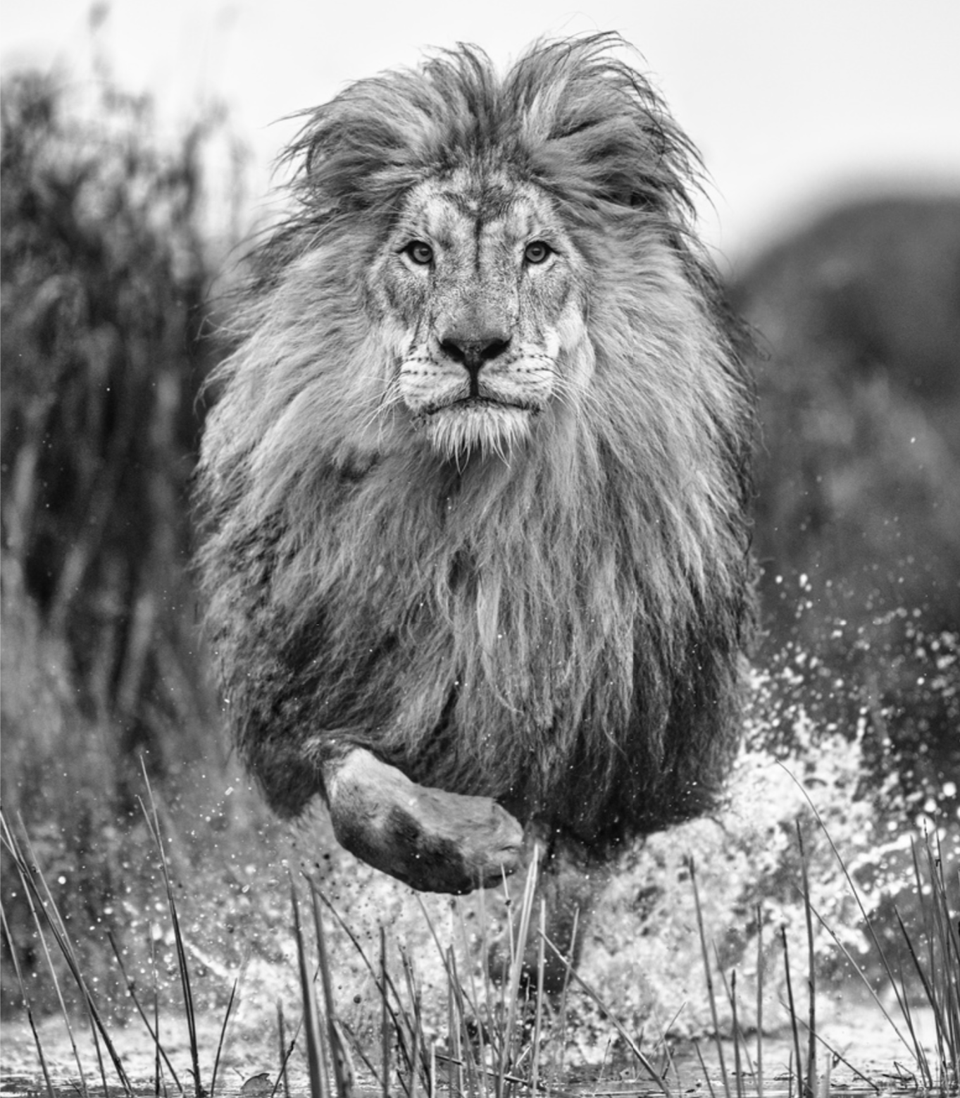 Showtime-Photographic Print-David Yarrow-Sorrel Sky Gallery