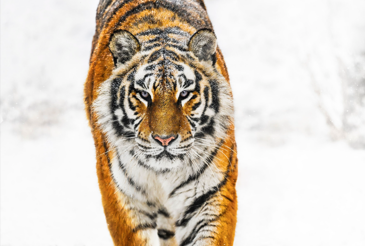 Snowcat-Photographic Print-David Yarrow-Sorrel Sky Gallery