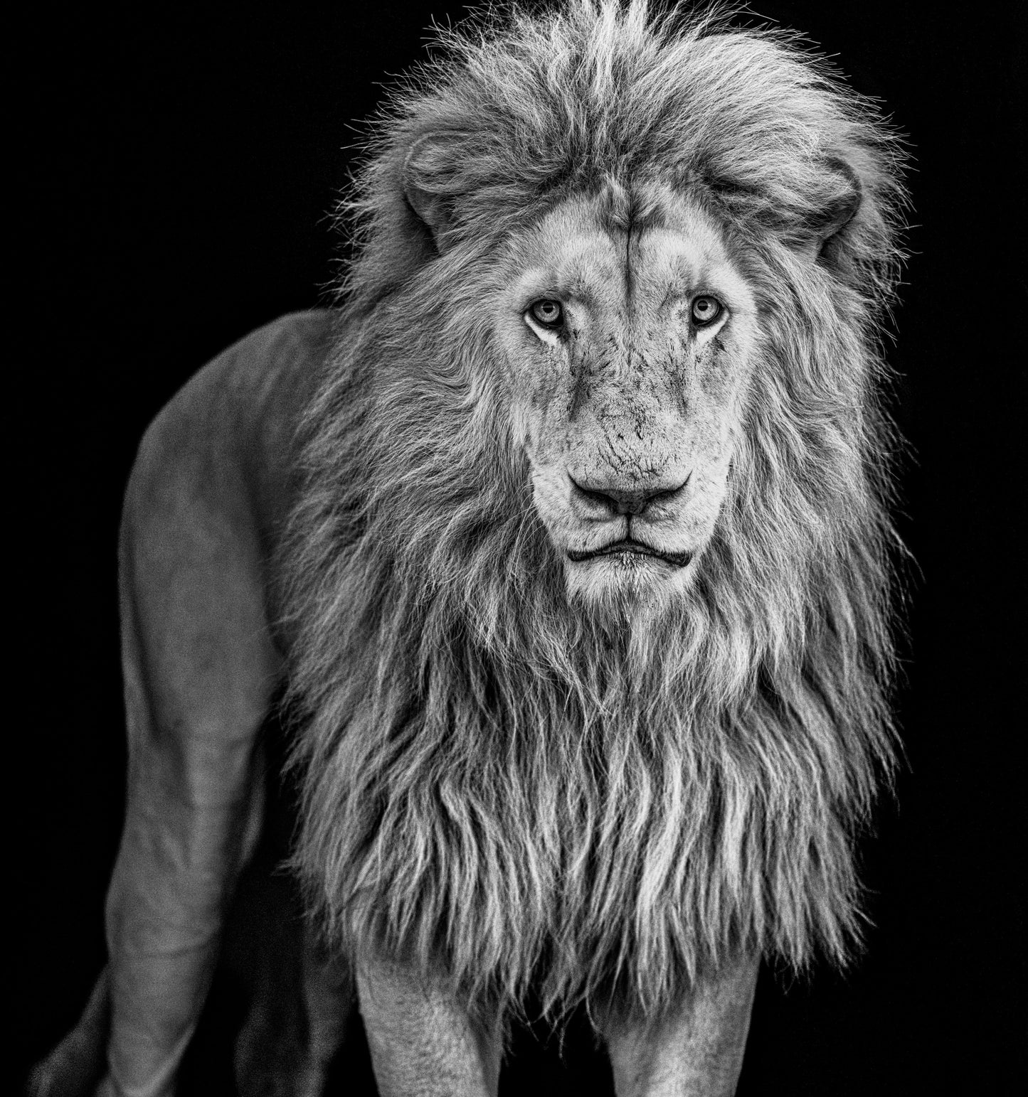 Something's Gotta Give - B&W-Photographic Print-David Yarrow-Sorrel Sky Gallery