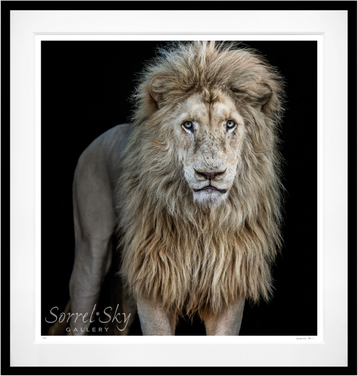 Something's Gotta Give - Colour-Photographic Print-David Yarrow-Sorrel Sky Gallery