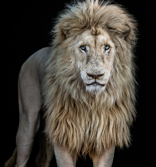 Something's Gotta Give - Colour-Photographic Print-David Yarrow-Sorrel Sky Gallery