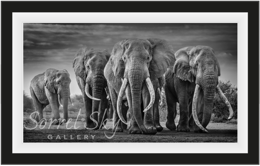 Squad-Photographic Print-David Yarrow-Sorrel Sky Gallery