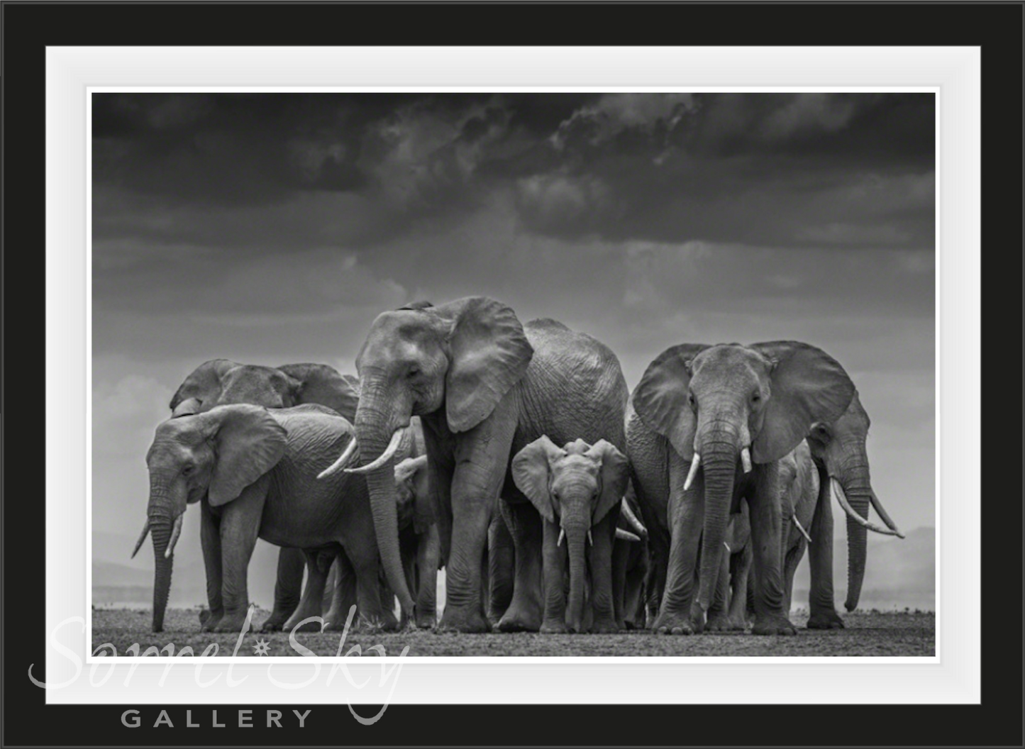THE CIRCLE OF LIFE-Photographic Print-David Yarrow-Sorrel Sky Gallery