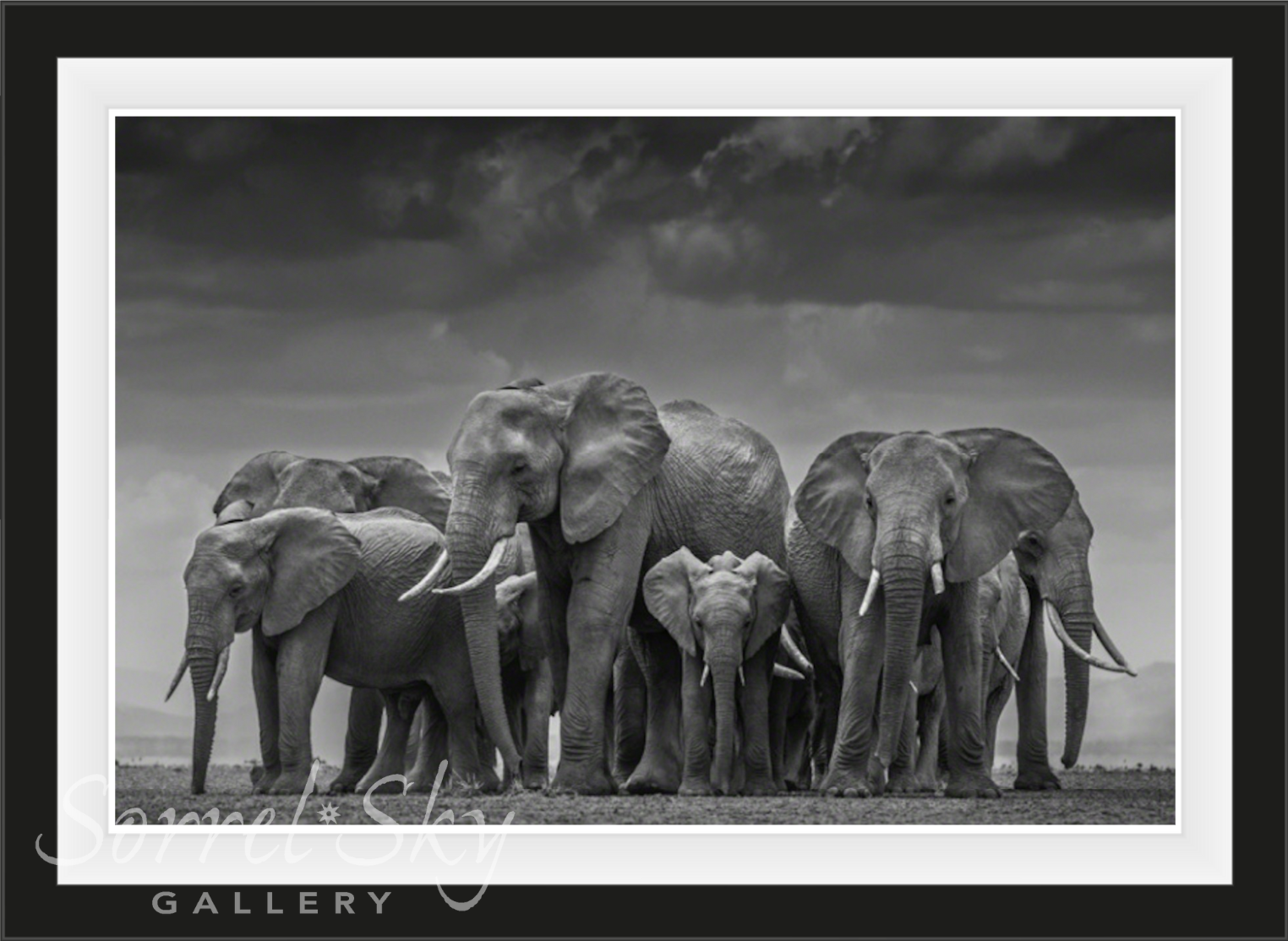 THE CIRCLE OF LIFE-Photographic Print-David Yarrow-Sorrel Sky Gallery