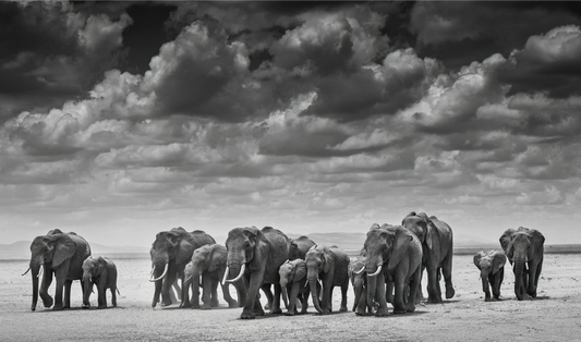 THE CROSSING-Photographic Print-David Yarrow-Sorrel Sky Gallery