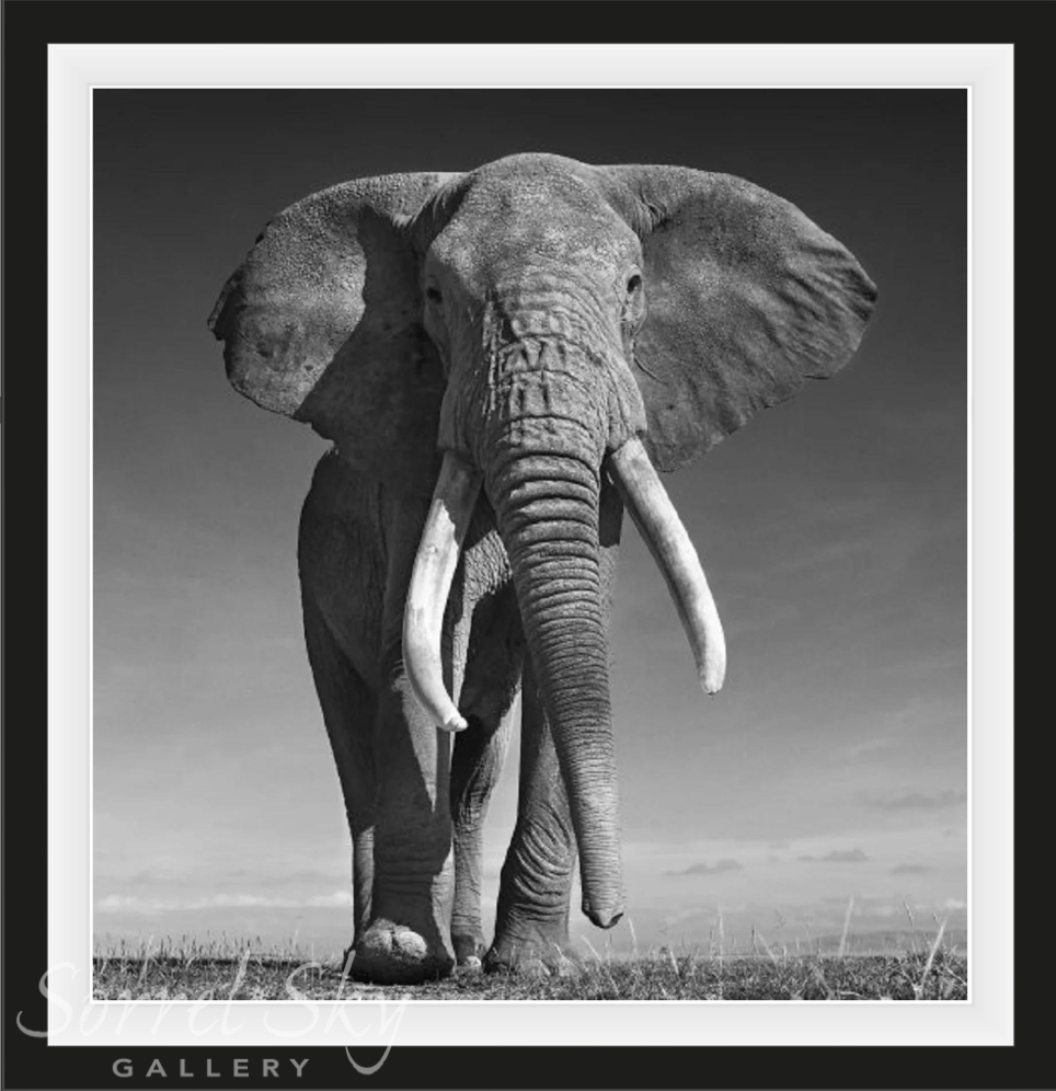 THE DON-Photographic Print-David Yarrow-Sorrel Sky Gallery