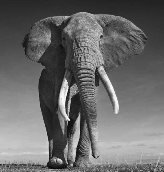 THE DON-Photographic Print-David Yarrow-Sorrel Sky Gallery