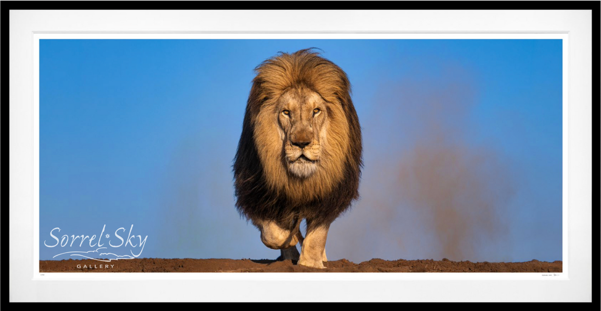 THE DUST UP (COLOUR)-Photographic Print-David Yarrow-Sorrel Sky Gallery