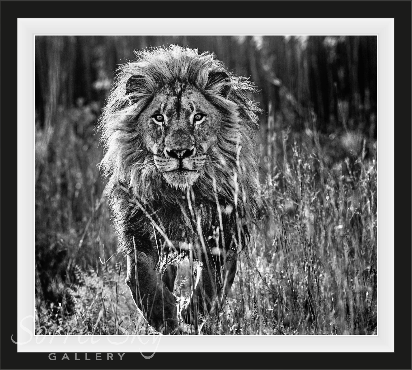 THE FULL NINE YARDS-Photographic Print-David Yarrow-Sorrel Sky Gallery