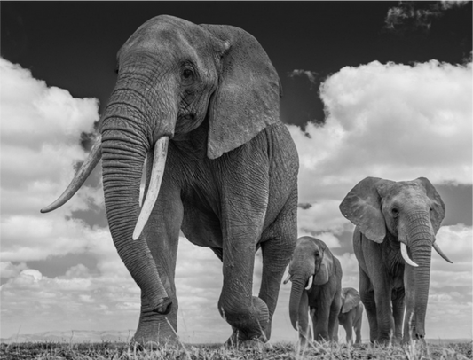 THE GARRISON-Photographic Print-David Yarrow-Sorrel Sky Gallery