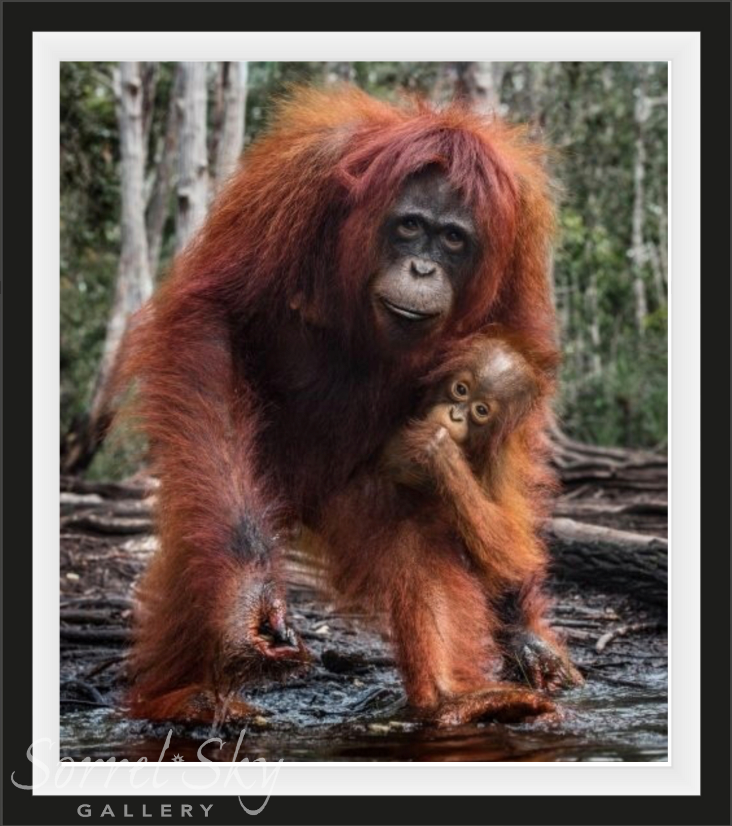 THE HOUSE OF ORANGE - Color & B&W-Photographic Print-David Yarrow-Sorrel Sky Gallery