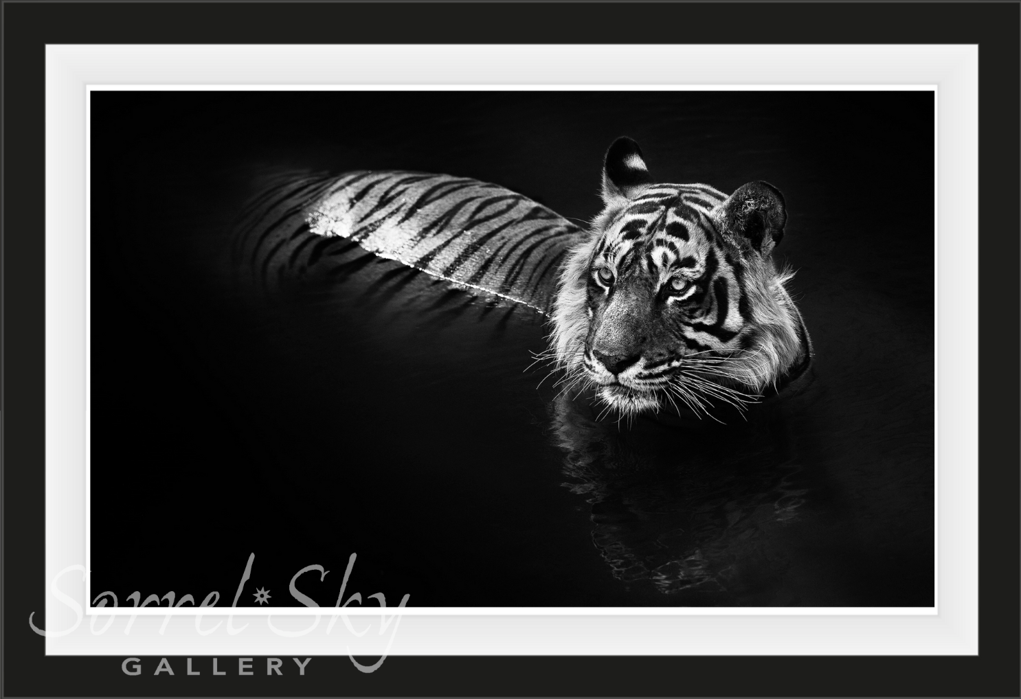 THE KILLER-Photographic Print-David Yarrow-Sorrel Sky Gallery