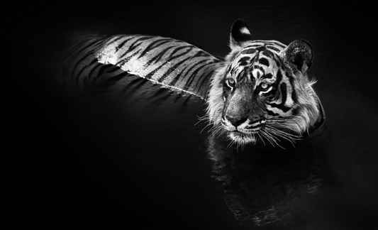 THE KILLER-Photographic Print-David Yarrow-Sorrel Sky Gallery