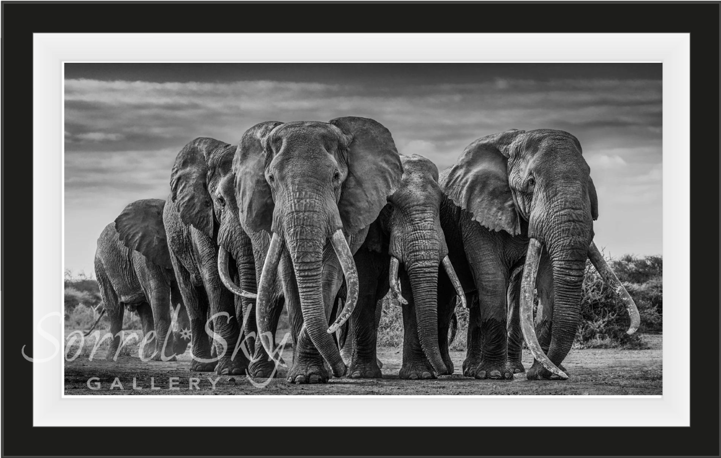 THE PACK-Photographic Print-David Yarrow-Sorrel Sky Gallery