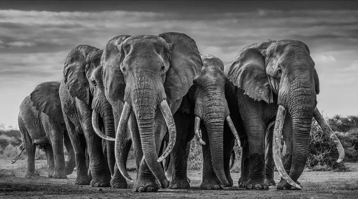 THE PACK-Photographic Print-David Yarrow-Sorrel Sky Gallery