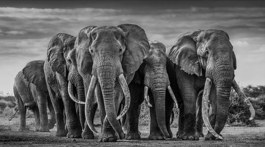 THE PACK-Photographic Print-David Yarrow-Sorrel Sky Gallery