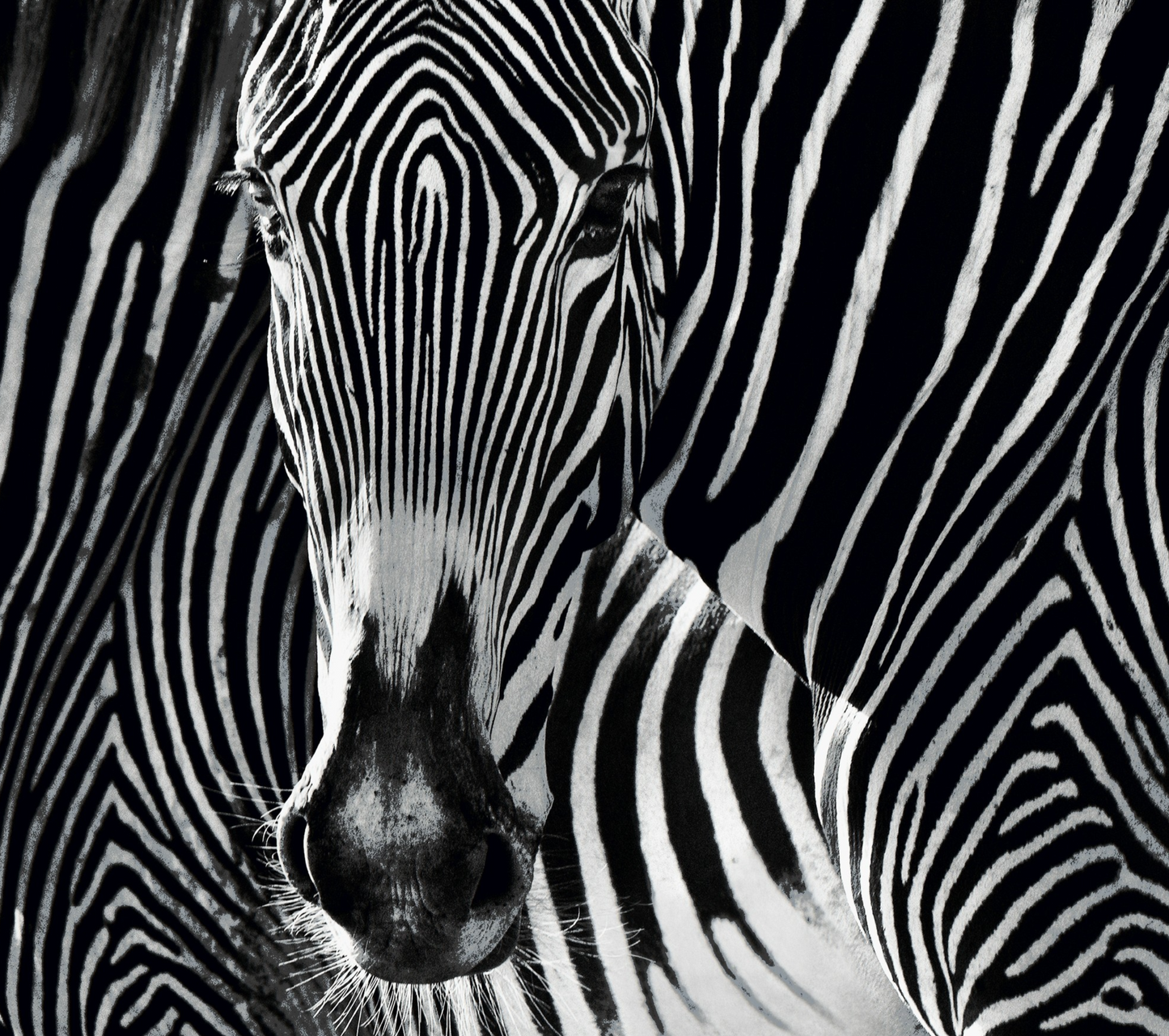 THE PUZZLE-Photographic Print-David Yarrow-Sorrel Sky Gallery