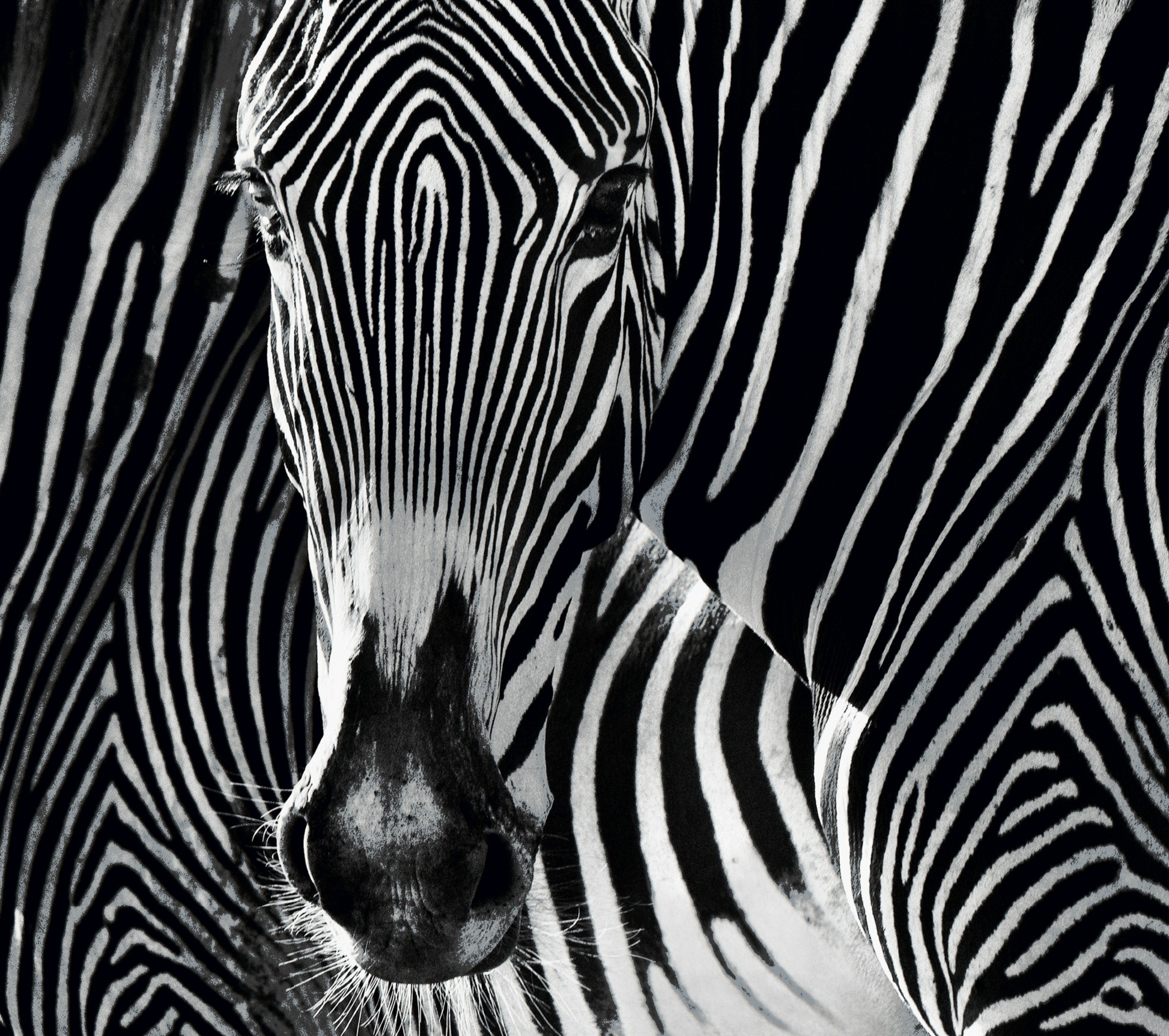 THE PUZZLE-Photographic Print-David Yarrow-Sorrel Sky Gallery