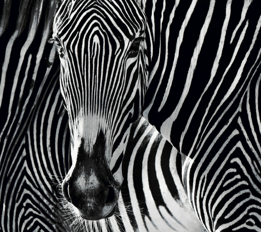 THE PUZZLE-Photographic Print-David Yarrow-Sorrel Sky Gallery
