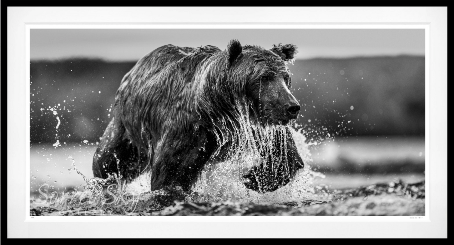 THE SALMON RUN-Photographic Print-David Yarrow-Sorrel Sky Gallery