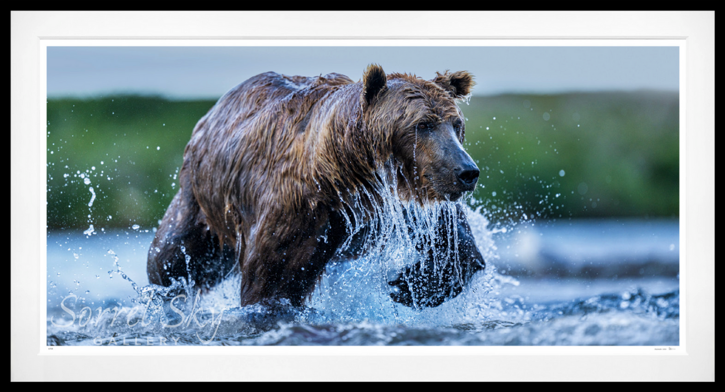 THE SALMON RUN - Colour-Photographic Print-David Yarrow-Sorrel Sky Gallery