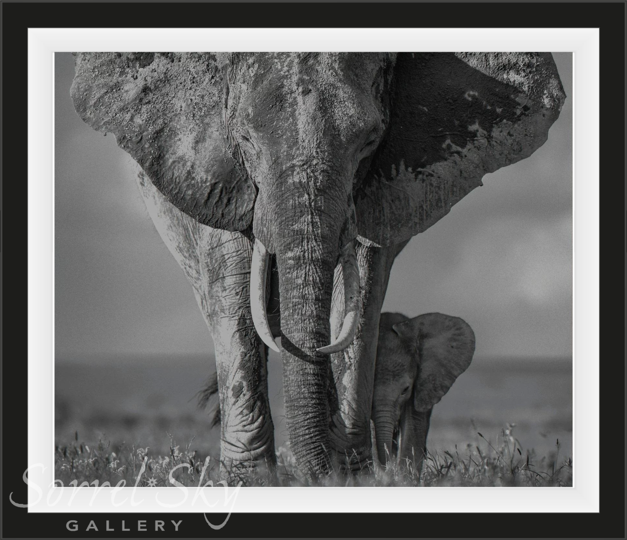 THE WALK OF LIFE-Photographic Print-David Yarrow-Sorrel Sky Gallery