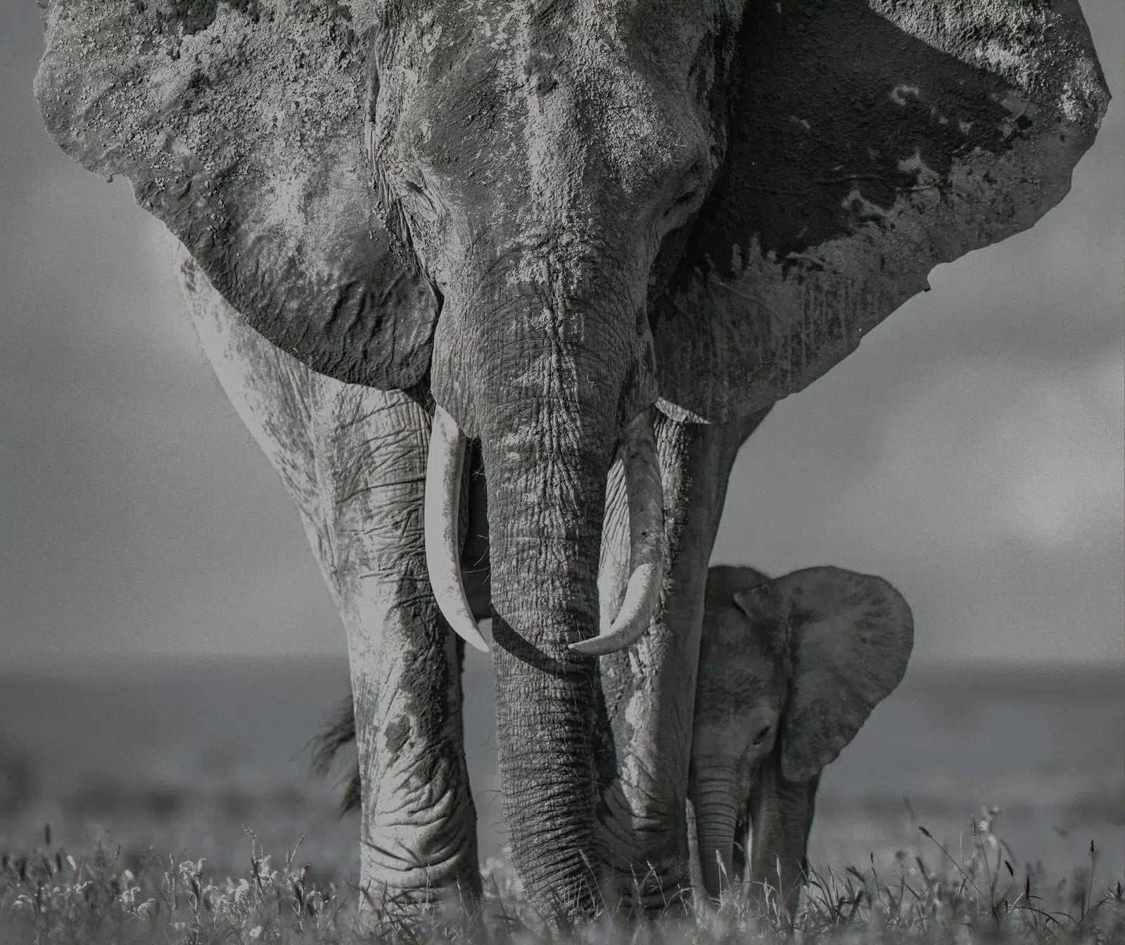 THE WALK OF LIFE-Photographic Print-David Yarrow-Sorrel Sky Gallery