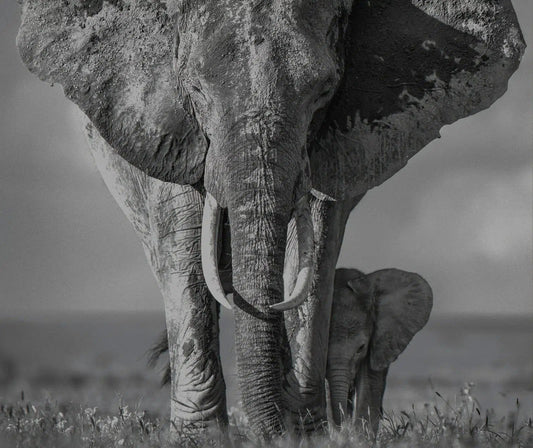 THE WALK OF LIFE-Photographic Print-David Yarrow-Sorrel Sky Gallery