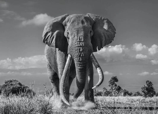 TIM-Photographic Print-David Yarrow-Sorrel Sky Gallery