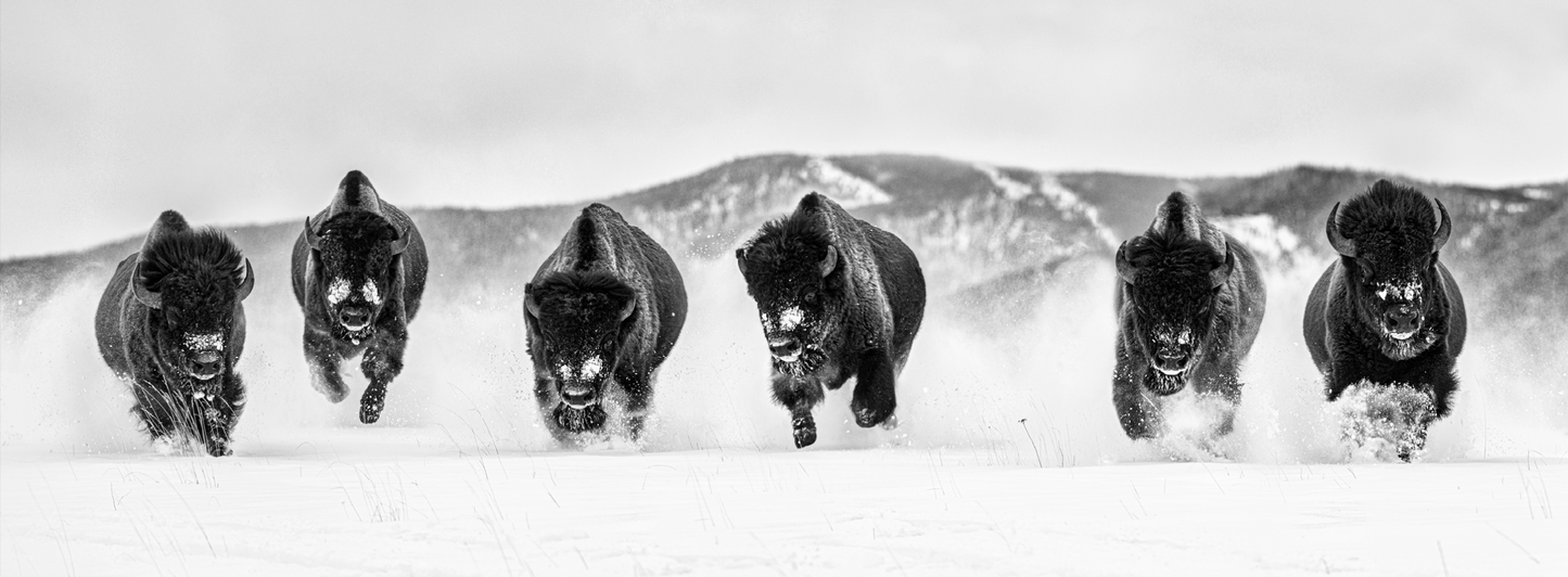 The Bills #3-Photographic Print-David Yarrow-Sorrel Sky Gallery