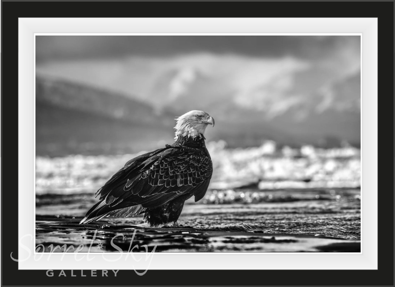 The Bird on the Beach